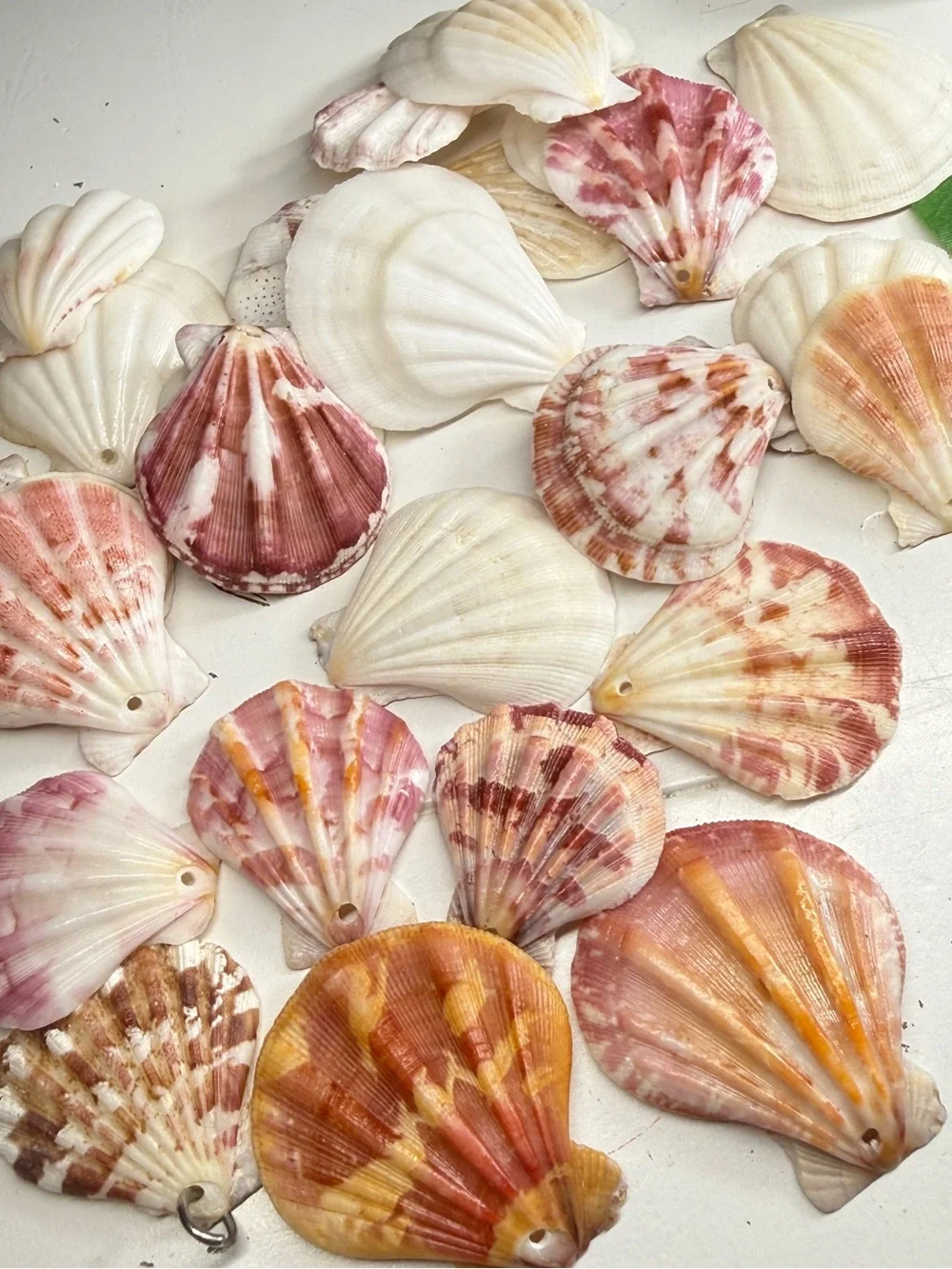 New! Natural Folded Scallops Pre Drilled Holes DIY Jewelry Making Crafting Lot
